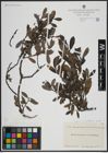 Foto von Salix atrocinerea Brot. x Salix aurita L.